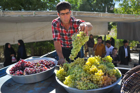 جشن انگور در روستای هزاوه اراک